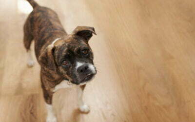 Frequently Asked Questions About Pets and Wood Flooring